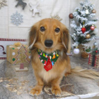 【山手店】2022年12月22日のワンちゃん達♪