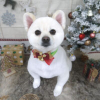 【山手店】2022年12月23日のワンちゃん達♪