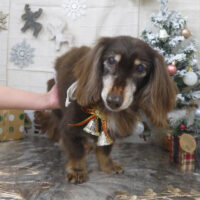 【山手店】2022年12月24日のワンちゃん達♪