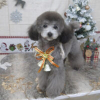 【山手店】2022年12月25日のワンちゃん達♪