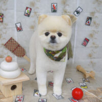 【山手店】2022年12月26日のワンちゃん達♪