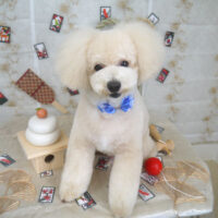 【山手店】2022年12月28日のワンちゃん達♪