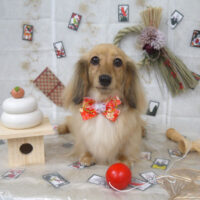 【山手店】2022年12月30日のワンちゃん達♪