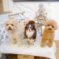【池下店】2022年12月1日のワンちゃん達♪