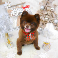 【池下店】2022年12月2日のワンちゃん達♪