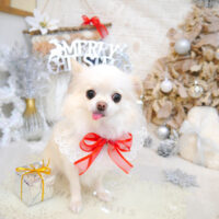 【池下店】2022年12月3日のワンちゃん達♪