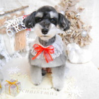 【池下店】2022年12月4日のワンちゃん達♪