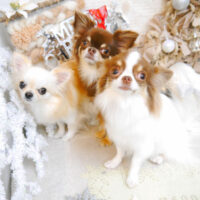 【池下店】2022年12月5日のワンちゃん達♪