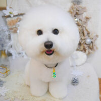 【池下店】2022年12月8日のワンちゃん達♪