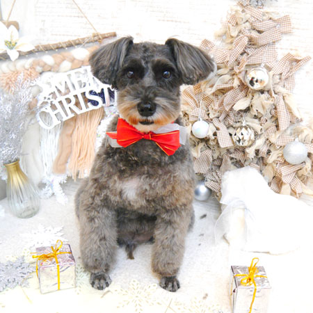 【池下店】2022年12月9日のワンちゃん達♪