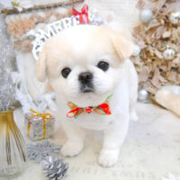 【池下店】2022年12月10日のワンちゃん達♪