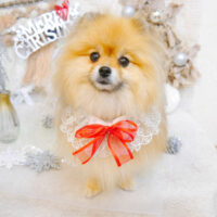 【池下店】2022年12月11日のワンちゃん達♪