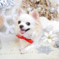 【池下店】2022年12月12日のワンちゃん達♪