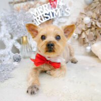 【池下店】2022年12月15日のワンちゃん達♪