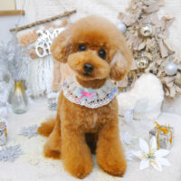 【池下店】2022年12月16日のワンちゃん達♪