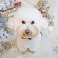 【池下店】2022年12月17日のワンちゃん達♪