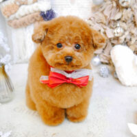 【池下店】2022年12月18日のワンちゃん達♪