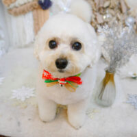 【池下店】2022年12月19日のワンちゃん達♪