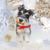 【池下店】2022年12月22日のワンちゃん達♪