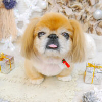 【池下店】2022年12月23日のワンちゃん達♪