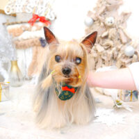 【池下店】2022年12月24日のワンちゃん達♪