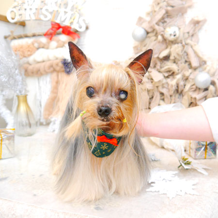 【池下店】2022年12月24日のワンちゃん達♪