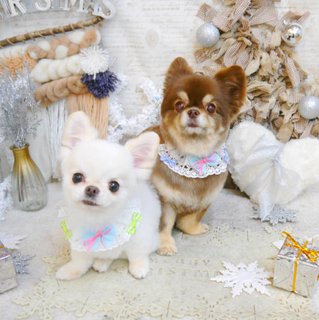 【池下店】2022年12月25日のワンちゃん達♪