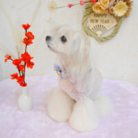 【池下店】2022年12月29日のワンちゃん達♪