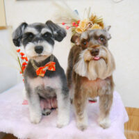 【池下店】2022年12月30日のワンちゃん達♪