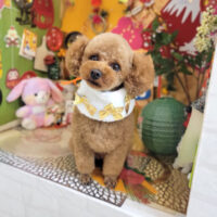 【本店】2023年1月7日のワンちゃん達♪