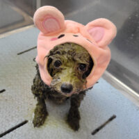 【本店】2023年1月28日のワンちゃん達♪