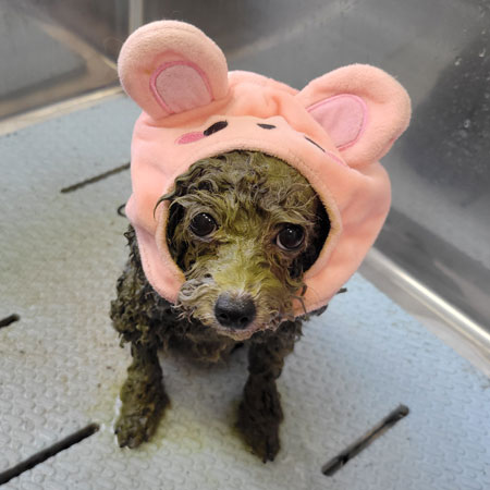 【本店】2023年1月28日のワンちゃん達♪