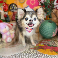 【本店】2023年1月8日のワンちゃん達♪