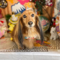 【本店】2023年1月12日のワンちゃん達♪