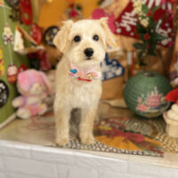 【本店】2023年1月15日のワンちゃん達♪