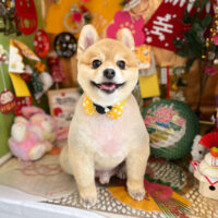 【本店】2023年1月19日のワンちゃん達♪