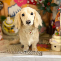 【本店】2023年1月20日のワンちゃん達♪