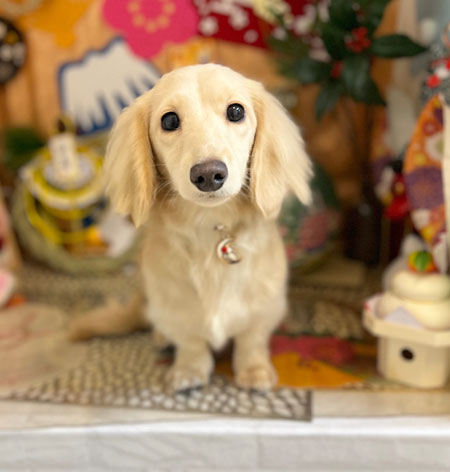 【本店】2023年1月20日のワンちゃん達♪