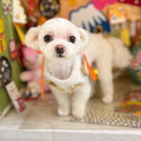 【本店】2023年1月21日のワンちゃん達♪