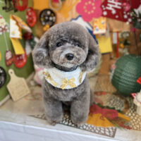 【本店】2023年1月26日のワンちゃん達♪