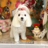 【本店】2023年1月27日のワンちゃん達♪