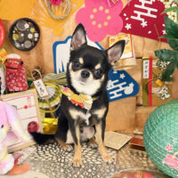 【本店】2023年1月14日のワンちゃん達♪