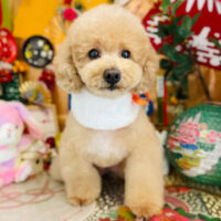 【本店】2023年1月6日のワンちゃん達♪