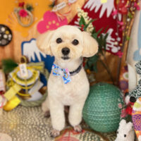 【本店】2023年1月9日のワンちゃん達♪