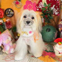 【本店】2023年1月13日のワンちゃん達♪