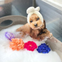 【本店】2023年1月16日のワンちゃん達♪