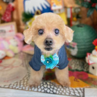 【本店】2023年1月22日のワンちゃん達♪