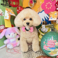 【本店】2023年1月23日のワンちゃん達♪