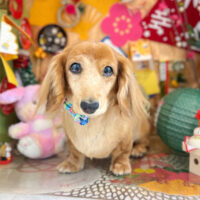 【本店】2023年1月25日のワンちゃん達♪