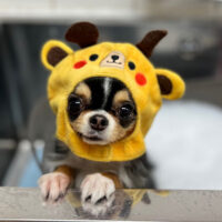 【本店】2023年1月29日のワンちゃん達♪